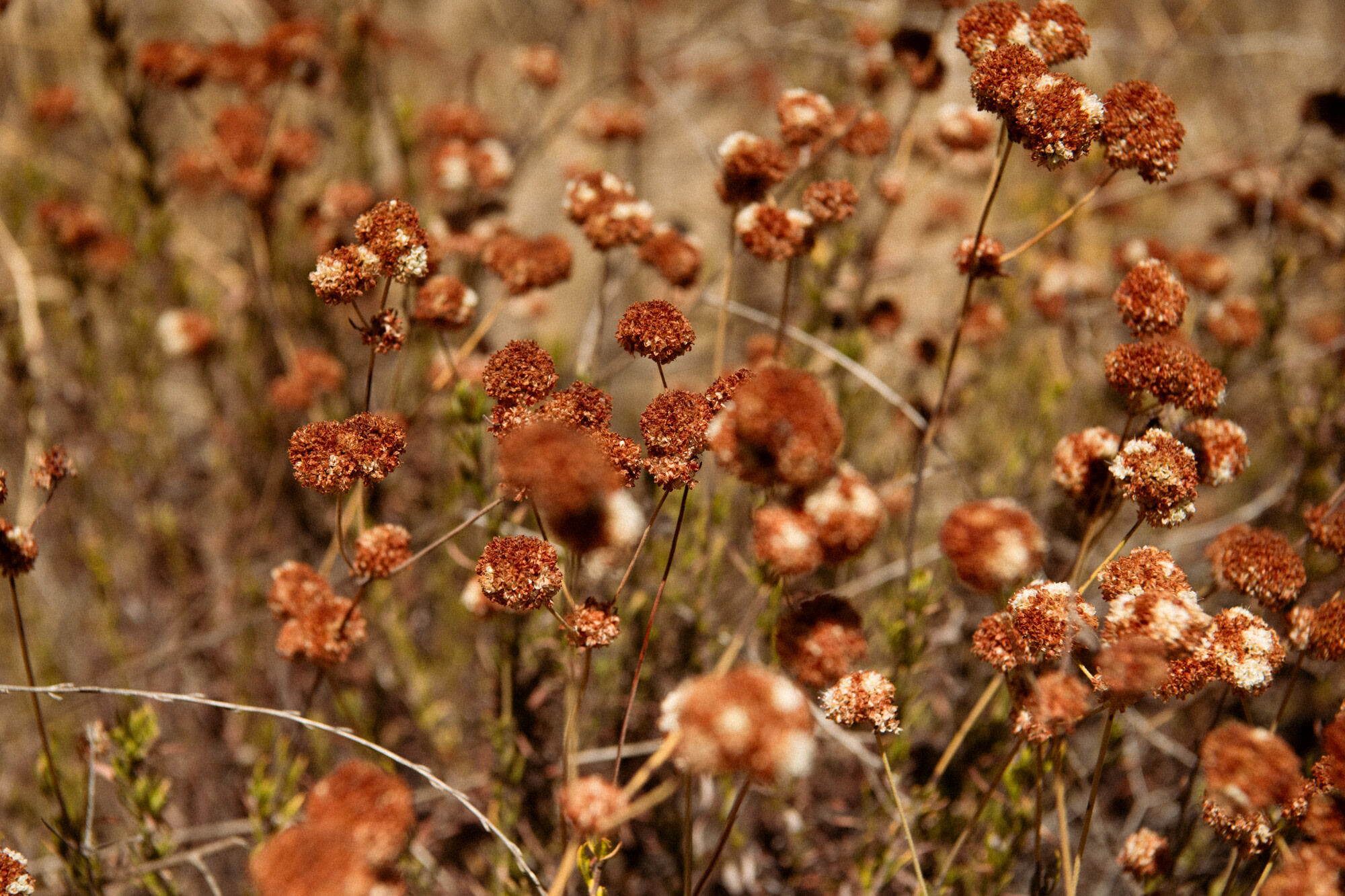 Blurred image of dry grass and flowers in a field.